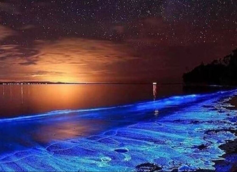 Conoce la playa de bioluminiscencia en Campeche que te encantará 