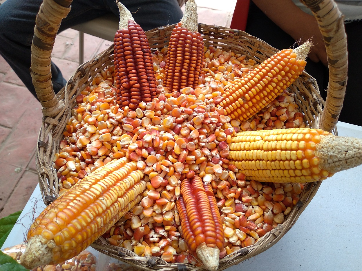 Día del Maíz, pasa desapercibido entre agricultores de Hopelchén