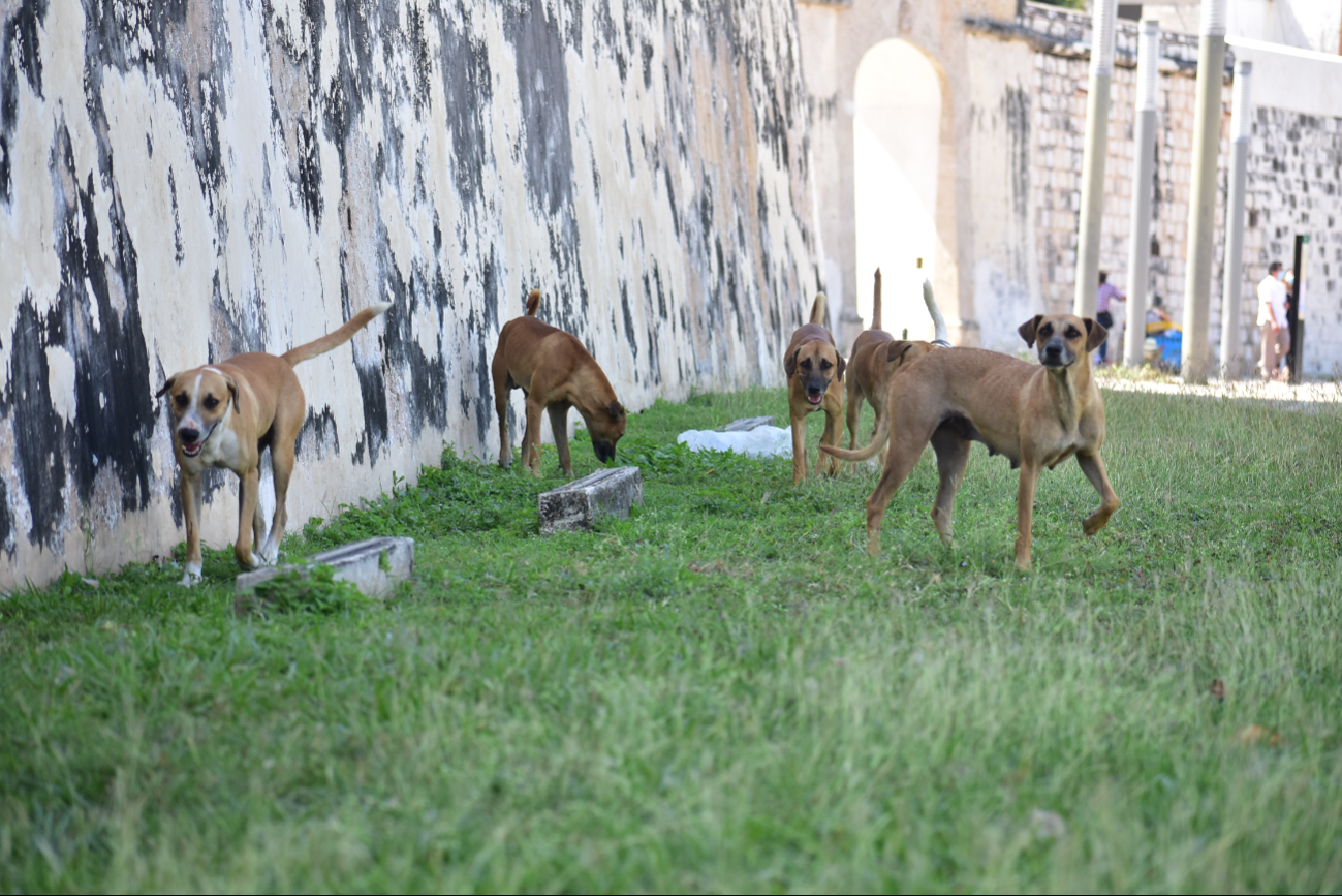 Alito Moreno  tendrá carpeta de investigación por envenenamiento de perros en Campeche    