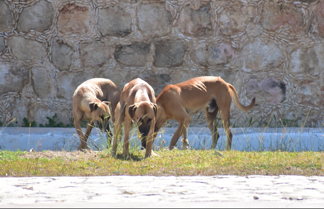 En proceso, caso por muerte de perros