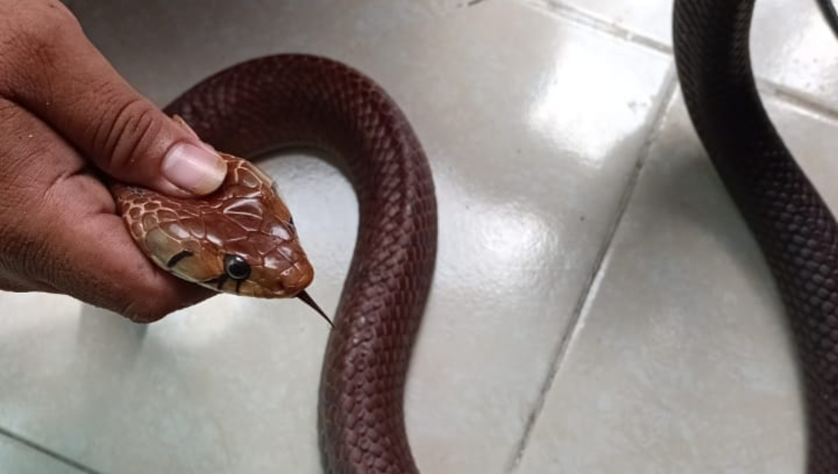 Lluvias desatan la presencia de serpientes y cocodrilos en calles de Yucatán