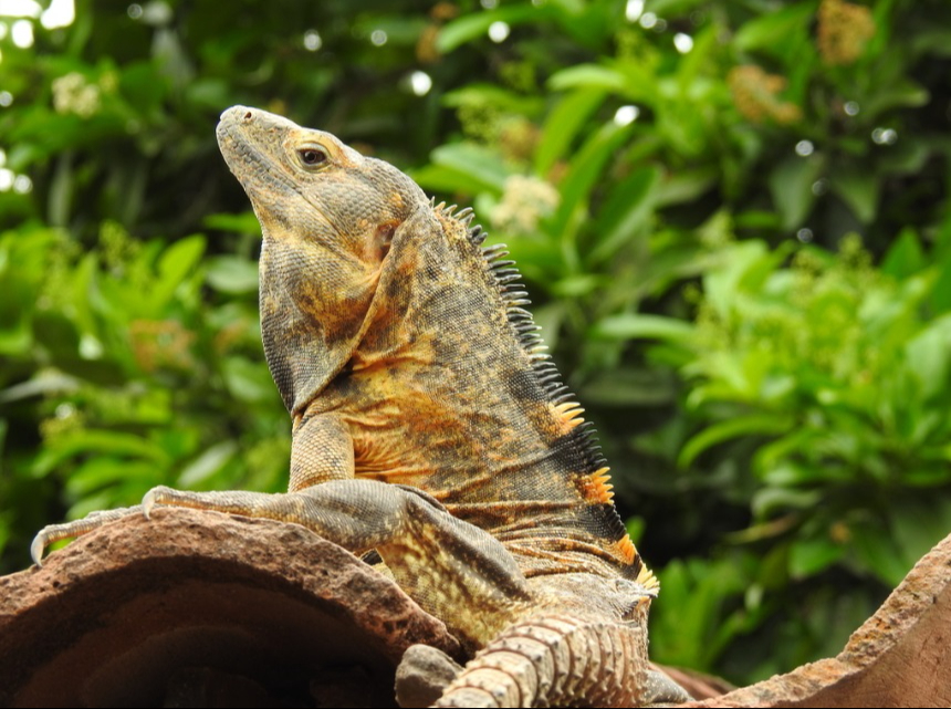 En Yucatán, el mono aullador y la iguana de cola espinosa son amenazadas.