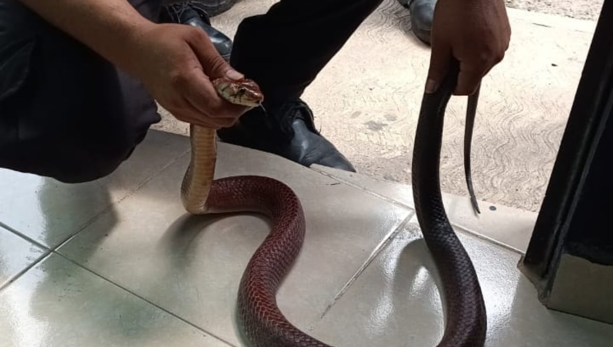 La serpiente es de gran tamaño y causó pánico en los vecinos