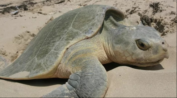 La tortuga verde padece por la destrucción de sus zonas de anidación