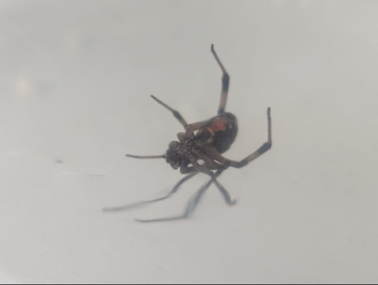 Atrapan una araña viuda negra dentro de una casa en Chuburná Puerto