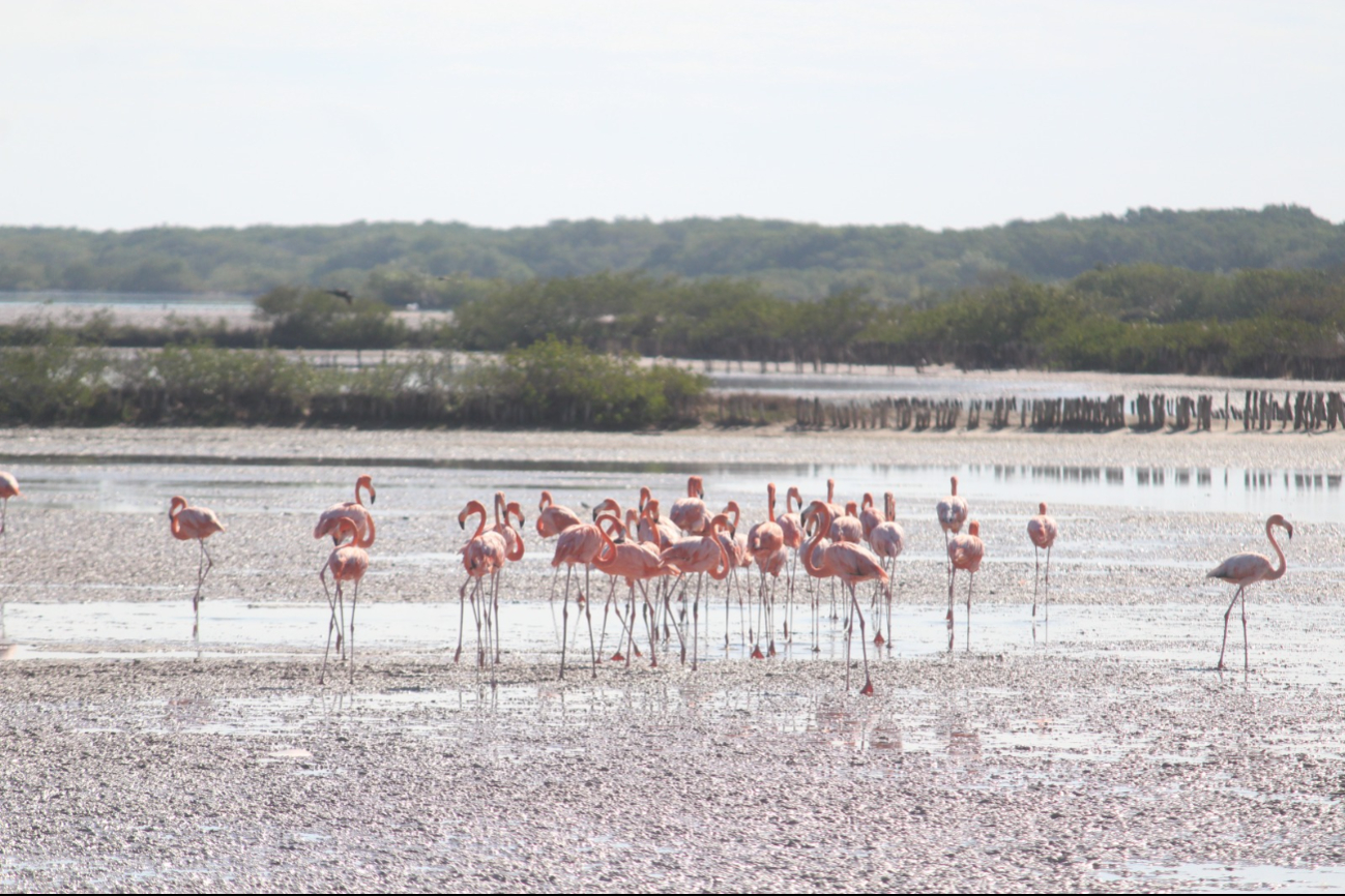 Los flamencos encuentran más rápido su alimento