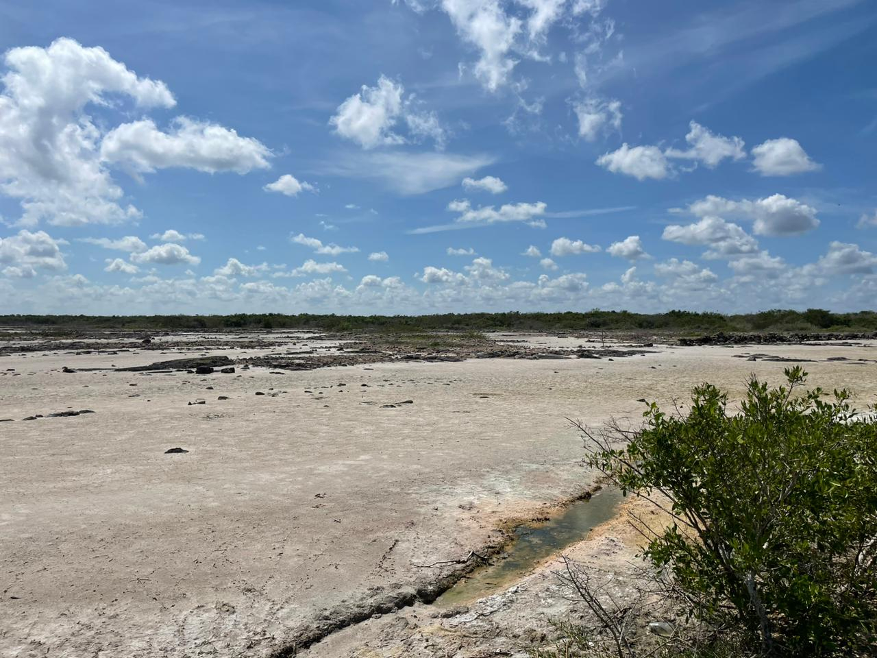 Se presenta el fenómeno de vaciante marina en San Crisanto, lo que es aprovechado por aves migratorias