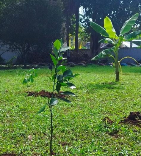 La jornada incluyó la plantación de árboles frutales, forestales y especies medicinales