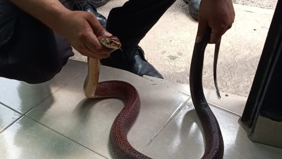 Esta es una de las serpientes más largas  de México que fue hallada en una casa en Yucatán