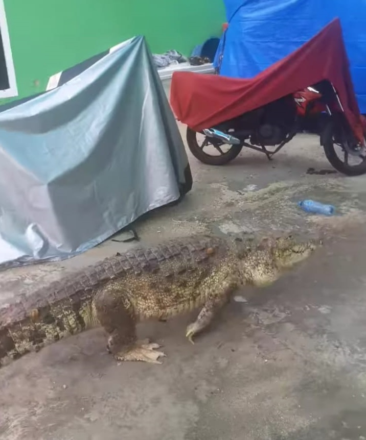 Pobladores aseguran que el animal ya se ha acostumbrado a vivir en la zona urbana, por lo que ni siquiera intenta atacarlos