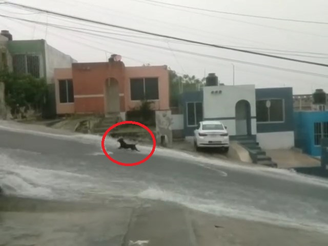 Un perrito fue captado desafiando la corriente de agua durante las fuertes lluvias en Campeche