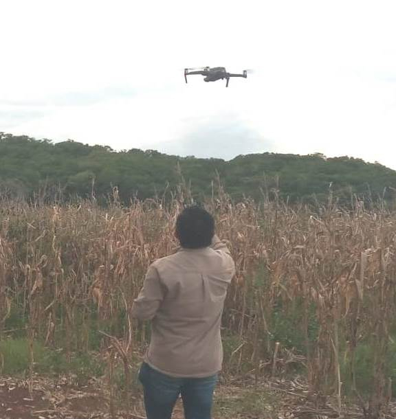 En el Camino Real se ha registrado una fuerte presencia del insecto