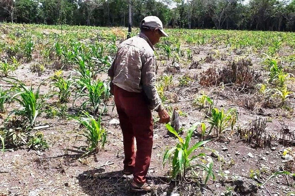 Producción agrícola de José María Morelos afectada por plagas