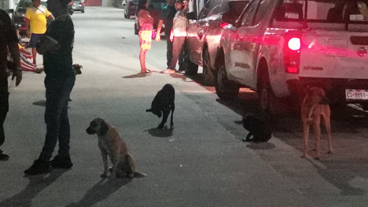 Envenenan a perros callejeros en Ciudad del Carmen