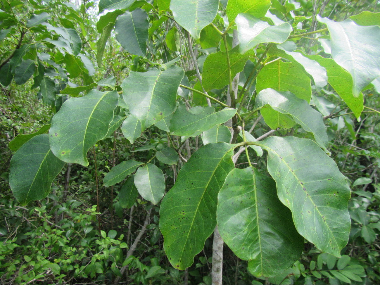 El Chechén es un árbol cuya corteza o savia pueden causar dolorosas heridas 