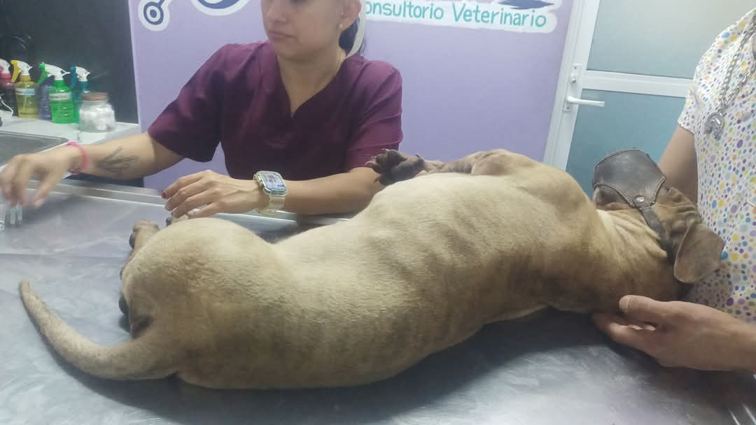 Exponen la falta de autoridades por ayudar a lo animales, quienes se exponen a enfermedades u otros peligros