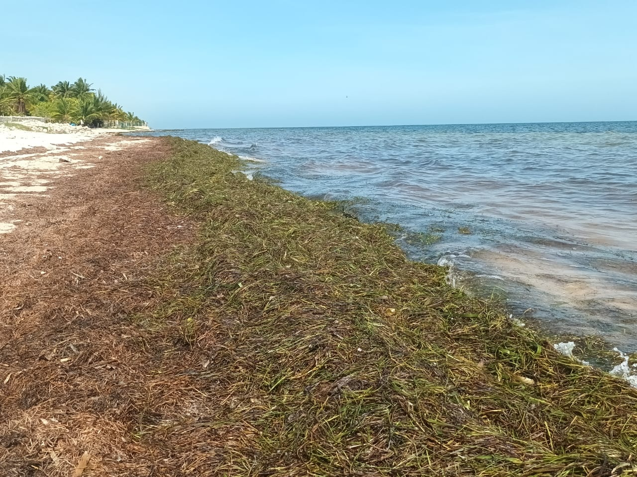 Frente Frío inunda de sargazo a  la costa de Yucatán