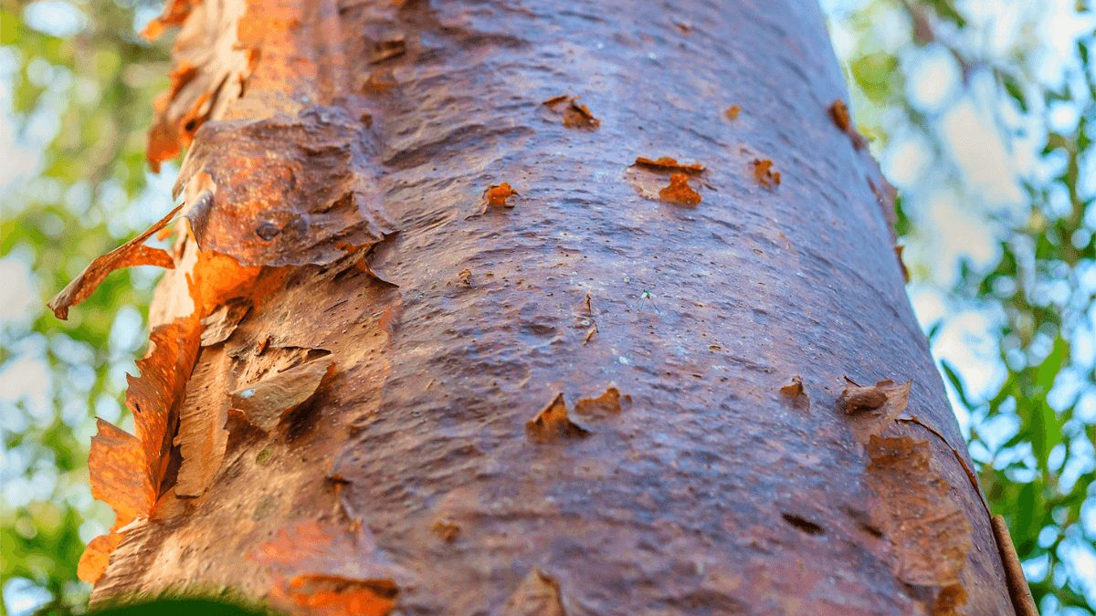 La savia del árbol de Chaká es el antídoto ante el daño causado por el Chechén