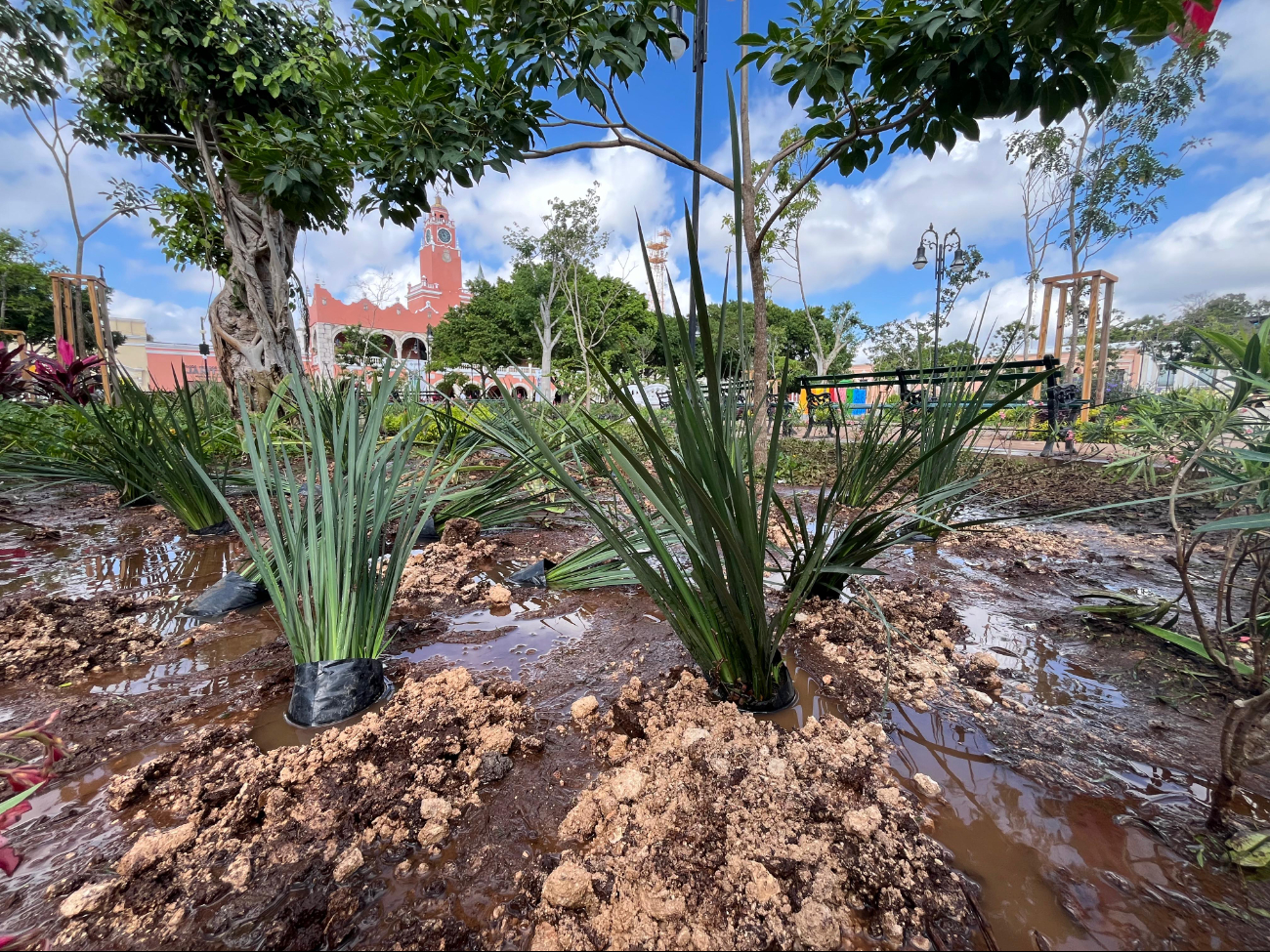 Las áreas verdes de la Plaza Grande de Mérida, resultaron dañadas luego del concierto de Mon Laferte, al que asistieron miles de fanáticos