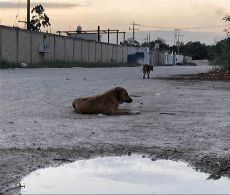 Agrupación rescatista busca reducir enfermedades de la fauna urbana en Chetumal