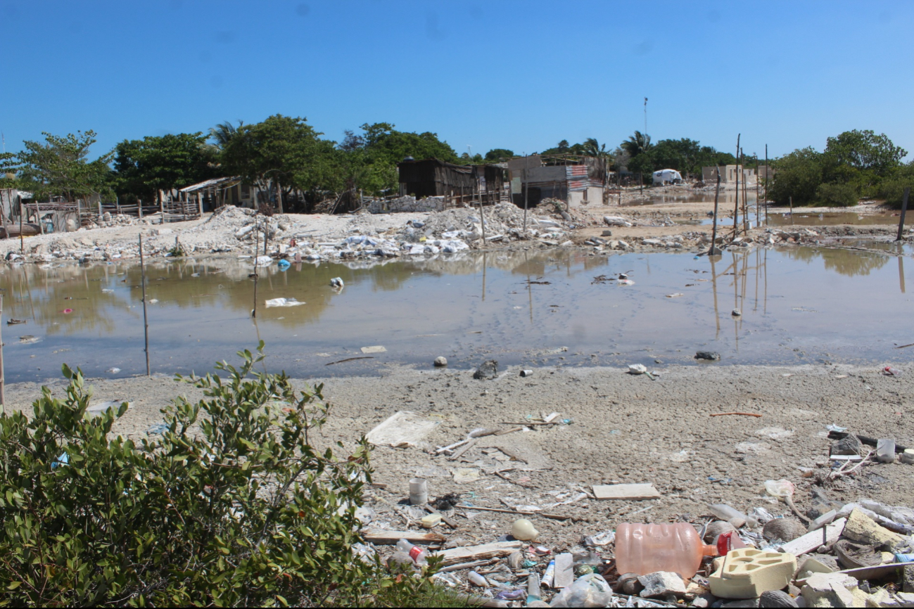 Invasión de la ciénega, causante del desplazamiento de los cocodrilos a zonas pobladas de Progreso