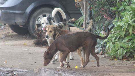 La propagación de ciertas enfermedades pone en riesgo la salud de los animales en la región.