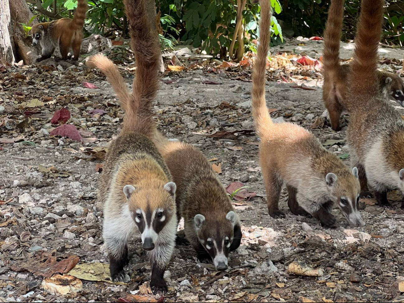 Parque Coatí: Un refugio natural en Donceles 28, Cancún