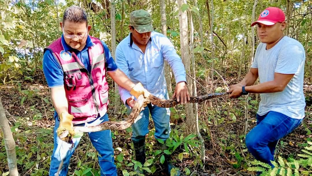 Protección Civil de Escárcega libera una boa constrictora en su hábitat natural para evitar maltrato