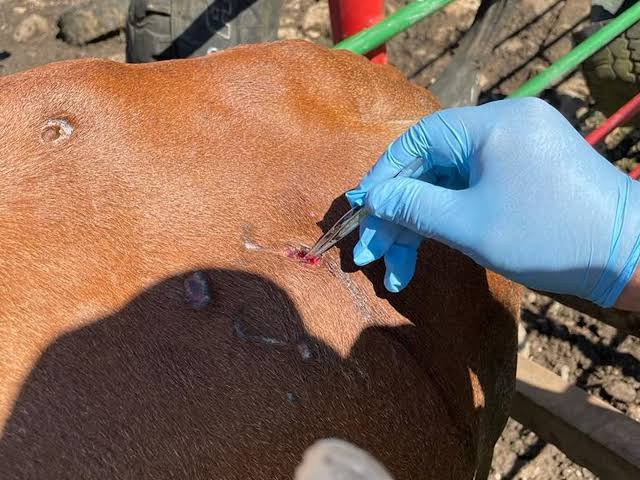 A través de las heridas es donde se pueden almacenar los insectos invasores.