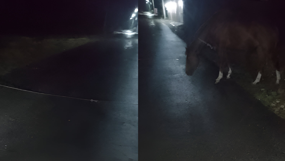 Ciudadanos piden a los dueños de caballos estar atentos de sus animales para evitar accidentes