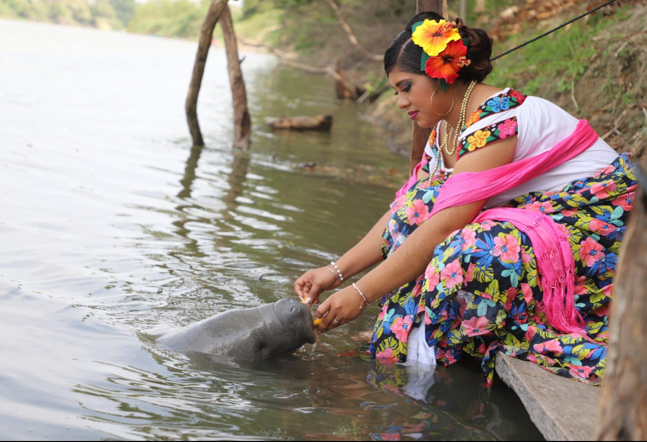 Jonuteek, el santuario de manatíes en Tabasco, que promueve la conservación de la especie