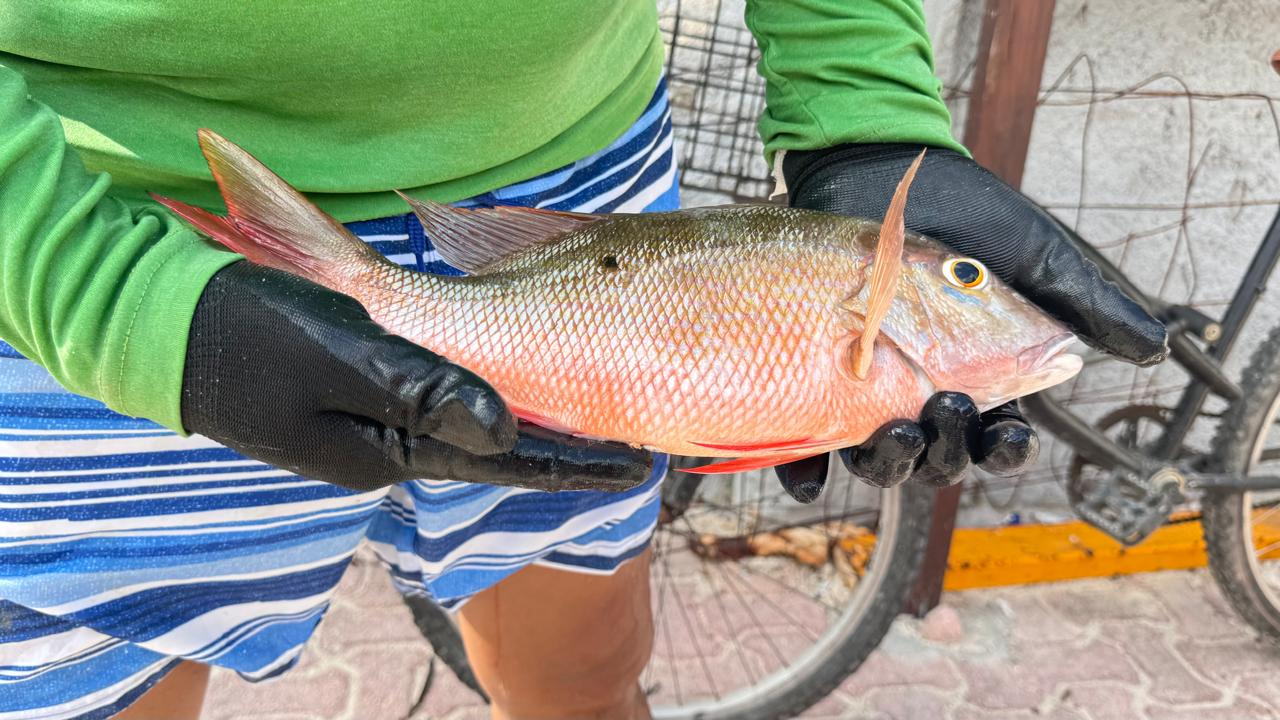 Los hombres de mar aseguran que mientras más se prohíba, hay más venta