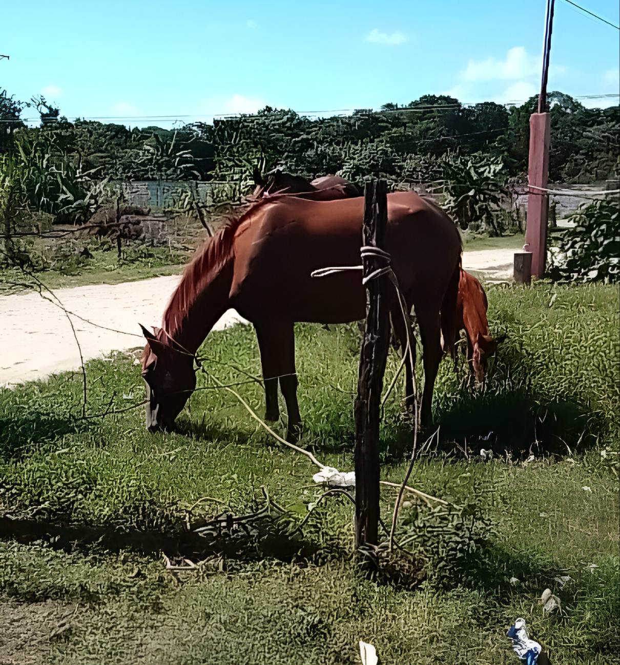 Un caballo se atravesó en la avenida y provocó que una moto cayera al pavimento en Sabancuy