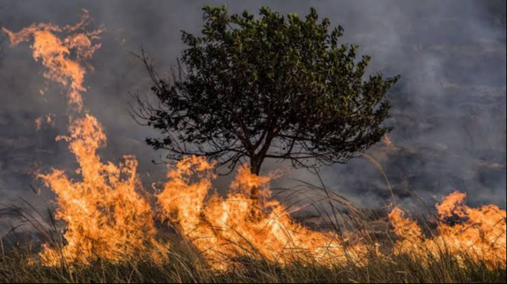 Alistan estrategias previo a la temporada de incendios forestales