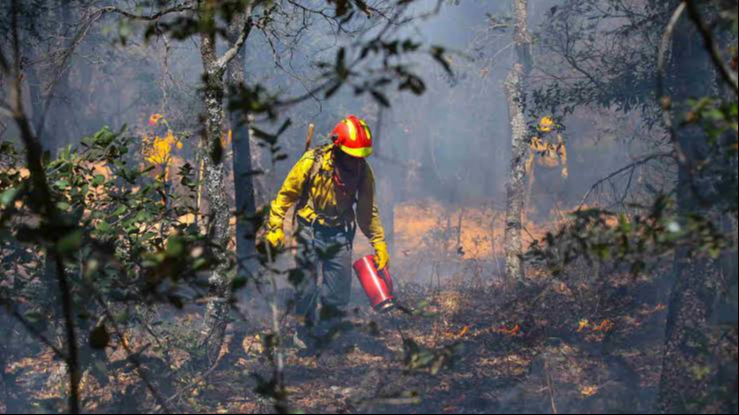 Autoridades iniciaron estrategias previas a la temporada de incendios forestales en Quintana Roo