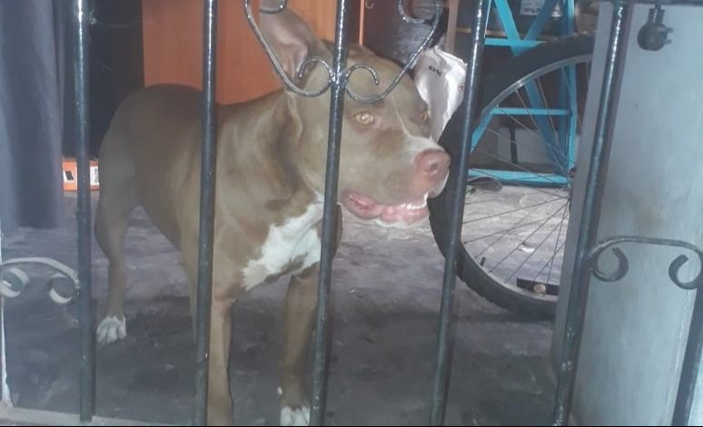 Dos niñas de 2 y 5 años fueron atacadas brutalmente por un pitbull en Villas del Sol