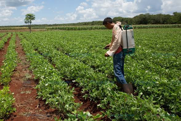 La huella de pesticidas en el manto freático de Yucatán se debe al mal manejo de estos químicos en la industria agrícola y ganadera