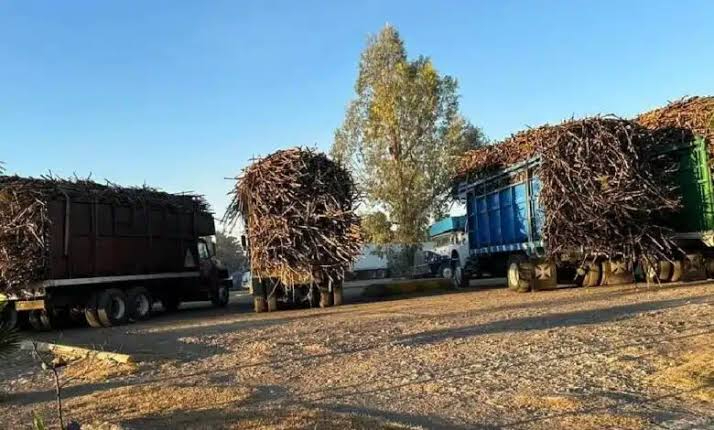 Debido al estado de los campos, equipo de cosecha no puede ingresar a ellos