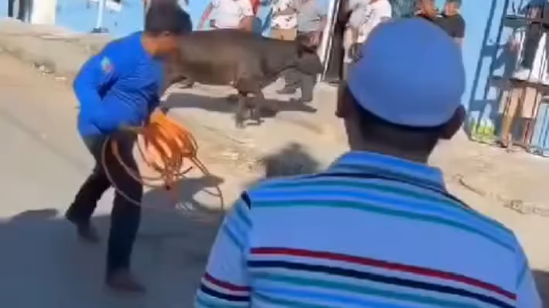 El toro no logró herir a ninguno de los clientes de la cantina en Temax