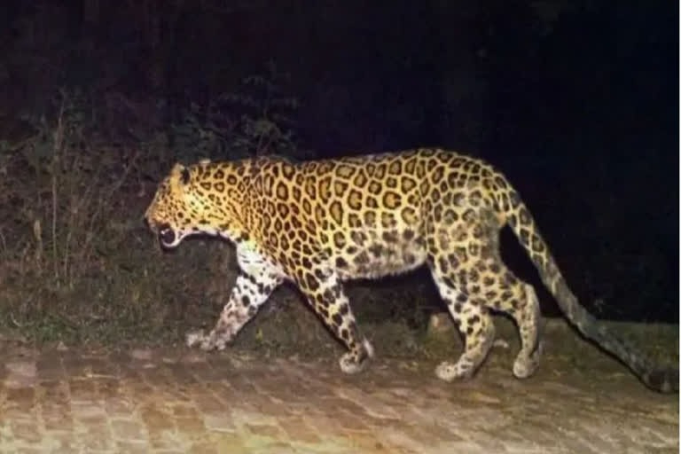 Se cree que el responsable fue el felino debido a las heridas y falta de órganos del borrego