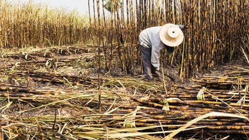 La migración de trabajadores afectará producción de esta cosecha.