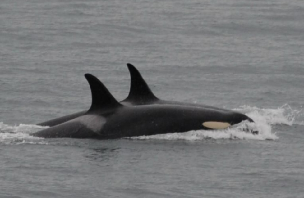 Orca que llevó a su cría muerto en 2018, repite la misma acción.