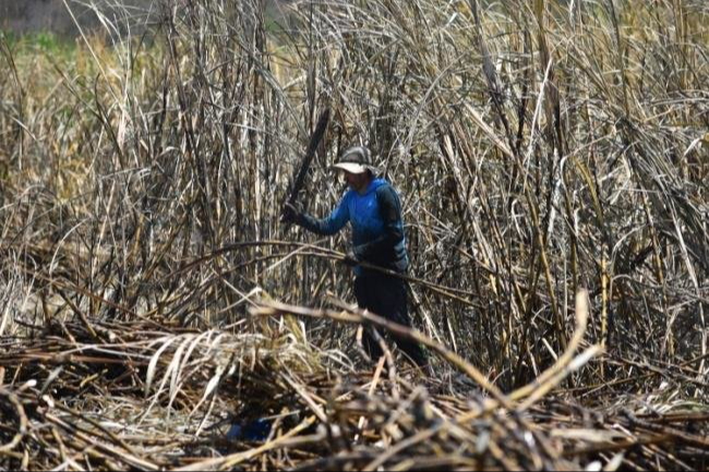 Productores de caña no dan abasto para la zafra 2024-2025.