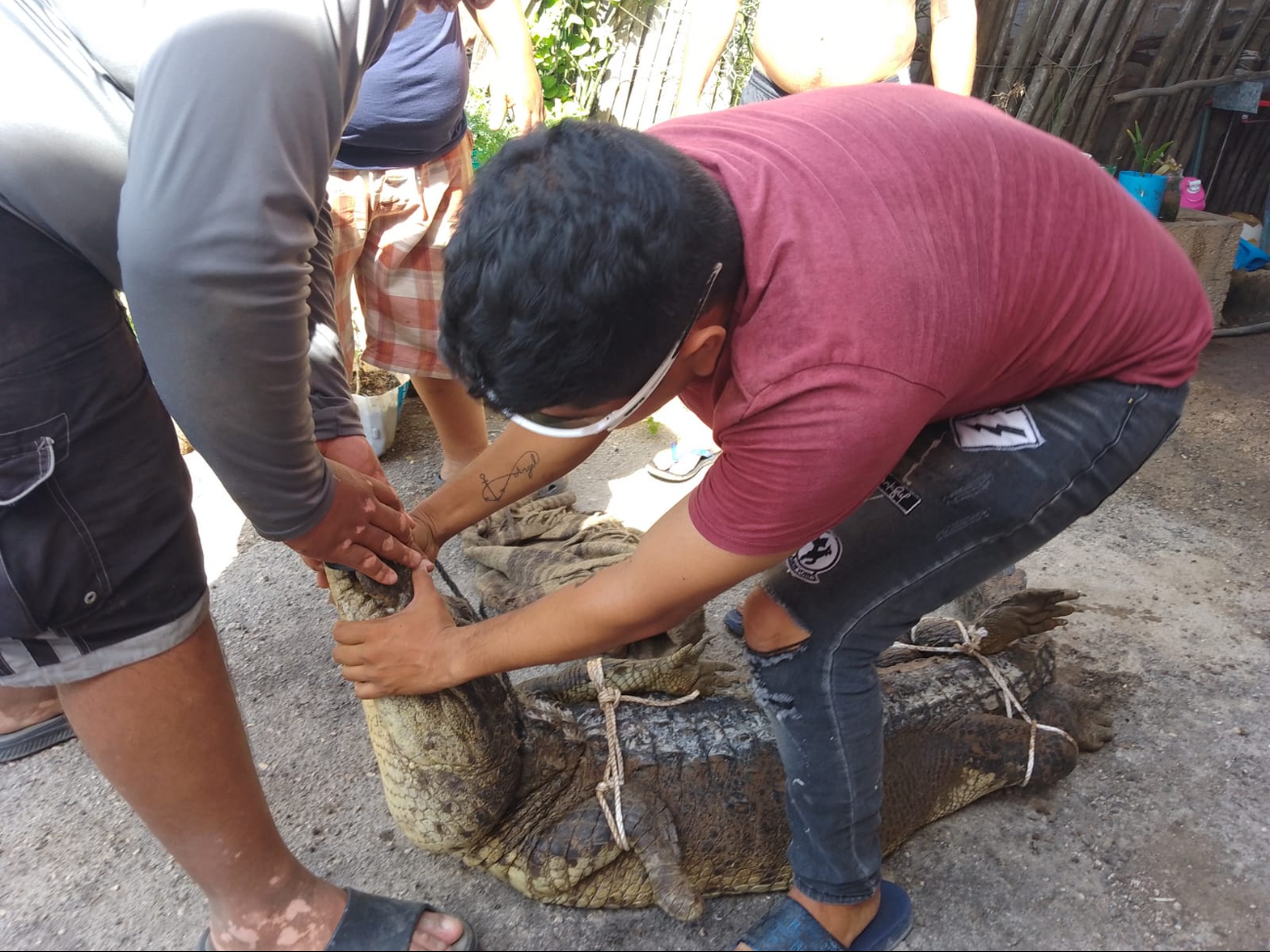 Cocodrilo de tres metros sorprende a vecinos de Río Lagartos debajo de su auto