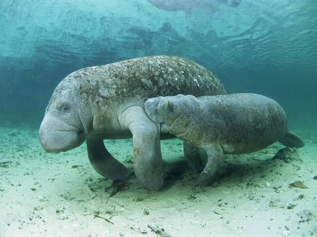 Aguas residuales presentan una amenaza a esta especie marina