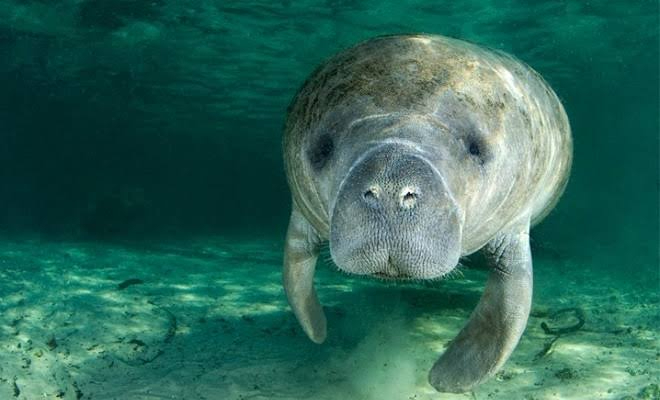 La contaminación pone en peligro a las especies del agua