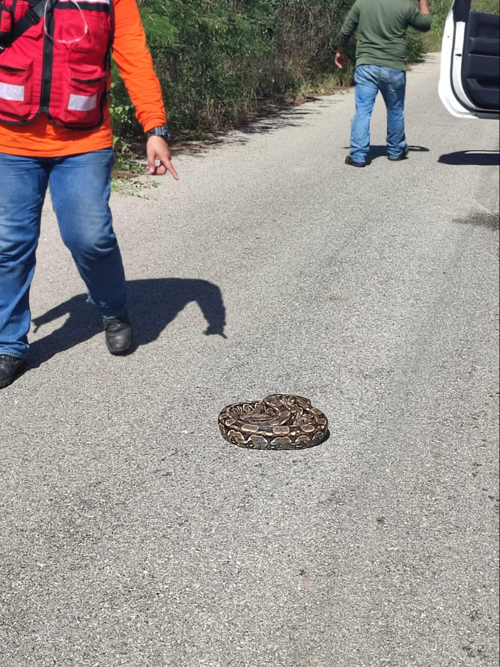 El reptil fue capturado y liberado por personal de Procivy.