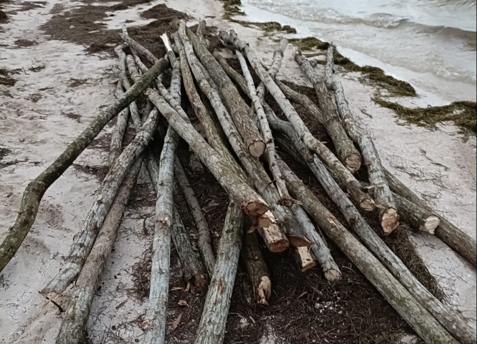 Activistas denunciaron la tala ilegal de manglar blanco en Dzilam de Bravo