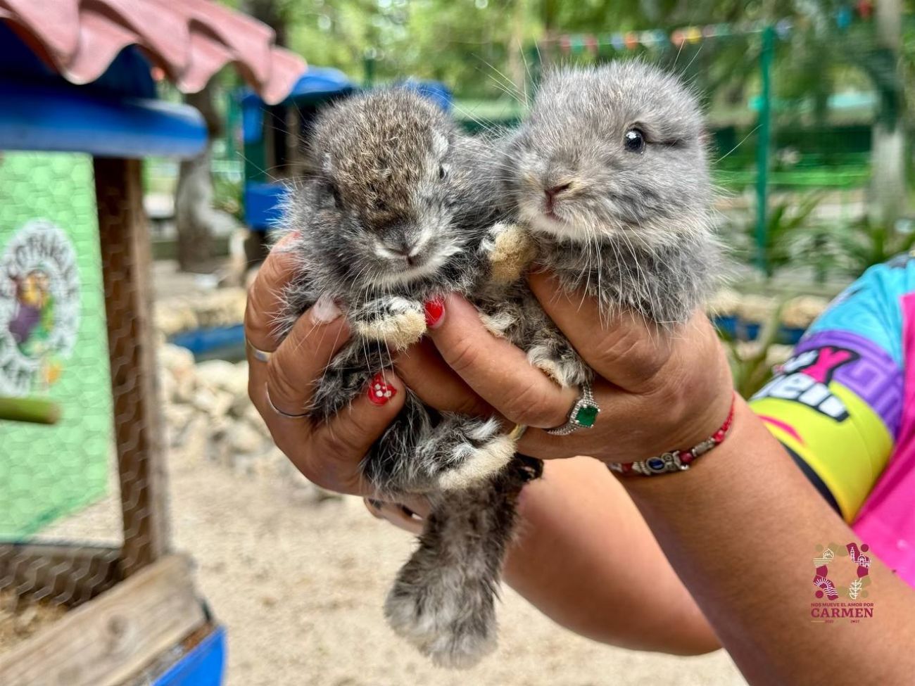 Conoce los nuevos habitantes del ecoparque de Ciudad del Carmen