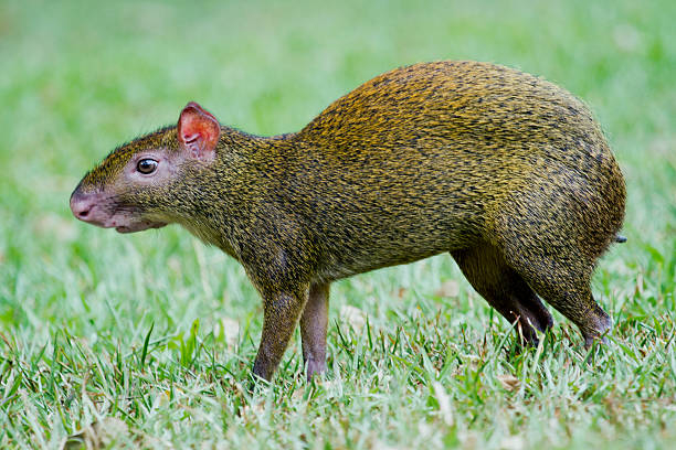 El "Sereque", el Capibara Campechano